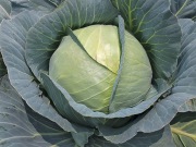 Kapusta KBN117 F1 (odporna na kiłę) - Nasiona Holenderskie