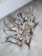 Zrzuty poroże około 20 kg