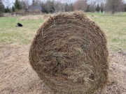 Sprzedam 10 balotów siana z bieszczadzkich łąk. I klasa.