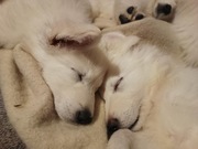 Szczenięta Biały Owczarek Szwajcarski ZKwP FCI