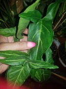 Syngonium zroślicha Angustatum cięty szczyt 