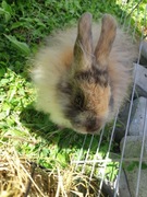 Króliczek miniaturka 