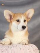 Welsh Corgi Pembroke ZKwP FCI  suczka po Championie