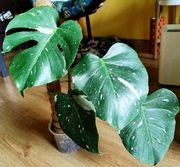 Monstera Thai Constellation, doniczka 14cm