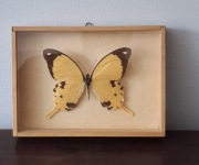 Motyl Papilio dardanus w ramce drewnianej 13 x 18 cm