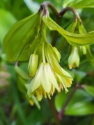 Parnik Bodiniera / Disporum bodinieri