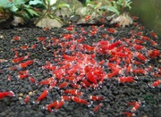 Krewetki Caridina Super Crystal Red Extreme GRATIS