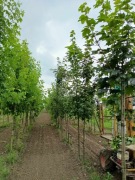 klon jawor platan 8 cm 10 cm 12 cm 6 cm 2 3 m