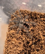 Pamphobeteus sp. Machala L1