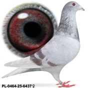 Samica Po Oryg. A&W Drapa BOLT SUper Sprint Special Kittel TOP