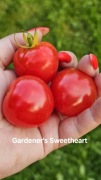 Pomidor koktajlowy Gardener’s Sweetheart.Słodki, dla dzieci