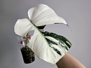 Monstera Noid Mint naturalny ukorzenionia pędówka w hydroponice 