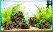 Akwarium roślinno-dekoracyjne 60L. NOWE z aranżacją i roślinami!