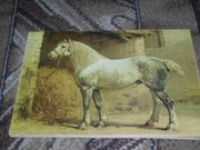 Konie - Zwierzęta  reprint XIX w. grafik do aranżacji wnętrza