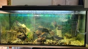 Akwarium 240 litrów
