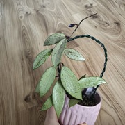 Hoya snow cui silver 