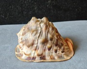 Duża muszla Przyłbica Rogata (Cypraecassis Rufa) 14cm 203g