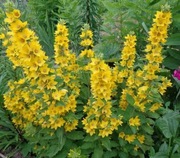 Tojeść kropkowana -5 pędów