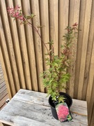 Klon palmowy „Peve Chameleon”