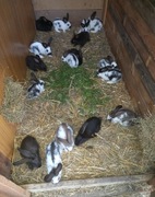 Króliki króliki polecam 