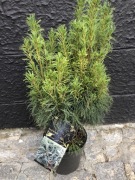 Sosna wejmutka Squiggles poskręcane igły