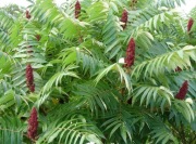 Sumak octowiec (Rhus typhina) miododajny 5szt