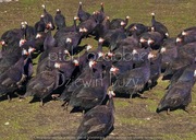 perliczki mięsne czarne młode brojlery