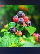 Malina czarna, sadzonki 10 sztuk