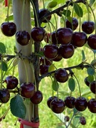 Wiśnie drzewka szklanka dawne stare odmiany Szklanka, Wróble