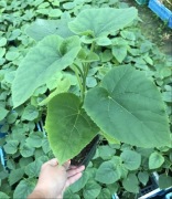 Paulownia drzewo tlenowe 10szt.