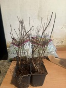 Hortensja bukietowa ’Pink Lady’ / ’Lemon lady’ - sadzonka ogrodowa 