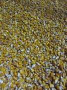 Kukurydza sucha 25kg od Rolnika