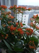 Sadzonki, żyworódka dawna odmiana.