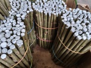 Sadzonki sztobry topoli energetycznej 100 sztuk  II gatunek