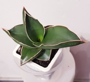 Sansevieria Samurai Koleksjonerska Miniaturowa Sansewiera Nr 1