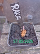 Chmiel -  Super aromatyczny-  Rakau - Nowa Zelandia   sadzonka 