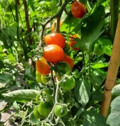 pomidor Dzwonek Czerwony nasiona kolekcjonerskie