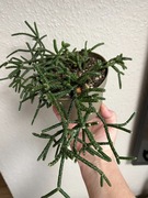 Rhipsalis Pilocarpa Patyczak - don. 12 cm