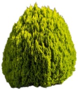 Żywotnik wschodni 'Aurea Nana', 2L,  kula