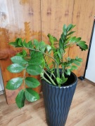 Zamiokulkas XXL Piękny i rozłożysty