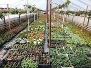 Sadzonki rozsady warzyw kwiatów pelargonie surfinie supertunie niecierpki