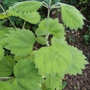 Bemeria japońska platanolistna / Boehmeria japonica var. platanifolia