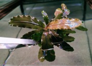 Bucephalandra Deep Purple Rarytas