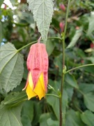 Abutilon PADDY'S NEPHEW