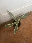 Agave, agawa,,americana variegata” duża roślinka