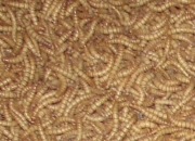 Suszone larwy Mącznika młynarka 