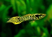 Rybki do akwarium - Gupiki Endlera Yellow Tiger