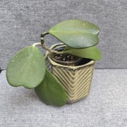 Hoya kerrii hoja kerri 