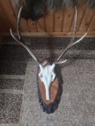 Poroże Jelenia w bardzo dobrym stanie 