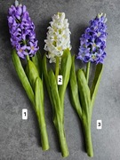 Sztuczne Hiacynty i Gęsta Zieleń jak żywe - Poczuj Wiosnę w Swoim Domu!